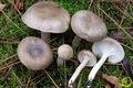 Hygrophorus agathosmus